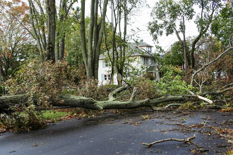 Tree Removal After Storm